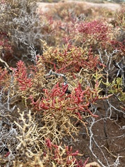 Allenrolfea occidentalis