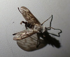 Furia ithacensis