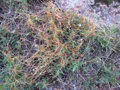 Cuscuta indecora