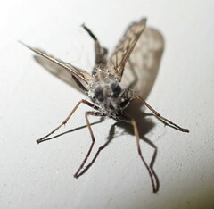 Furia ithacensis