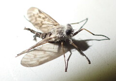 Furia ithacensis