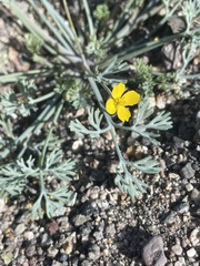 Eschscholzia minutiflora
