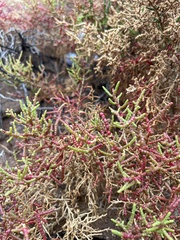 Allenrolfea occidentalis