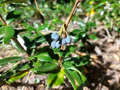 Berberis darwinii