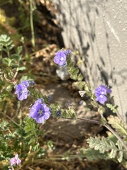 Phacelia ciliata