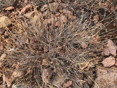 Fouquieria splendens