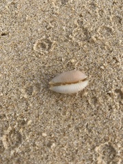 Staphylaea staphylaea