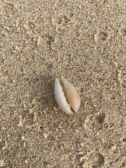 Staphylaea staphylaea