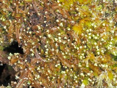 Odontoschisma denudatum