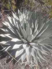 Agave parryi