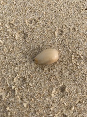 Staphylaea staphylaea