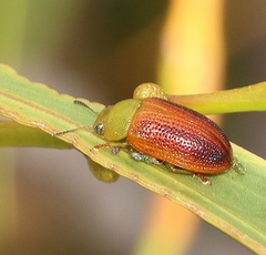 Calomela satelles