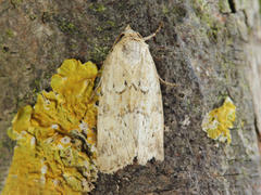 Photedes minima