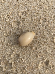 Staphylaea staphylaea