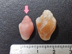 Archierato maugeriae