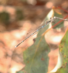 Austrolestes leda