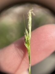 Carex planostachys