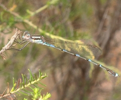 Austrolestes leda