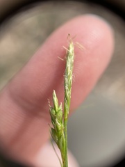Carex planostachys