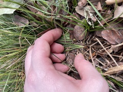Carex planostachys