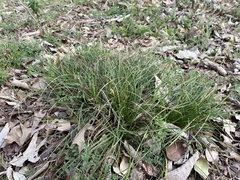 Carex planostachys