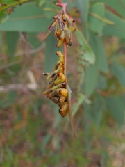 Doratifera quadriguttata