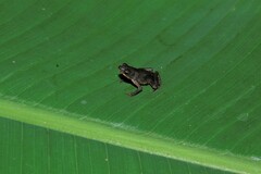 Amazophrynella gardai