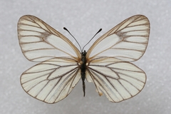 Aporia hippia