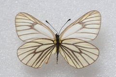 Aporia hippia