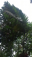 Chamaedorea linearis