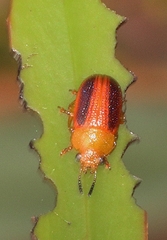Calomela satelles