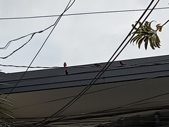 Lonchura atricapilla