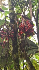 Chamaedorea linearis