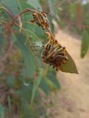 Doratifera quadriguttata