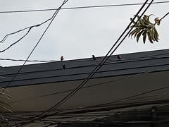 Lonchura atricapilla