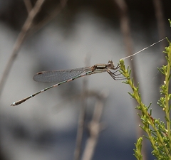 Austrolestes leda