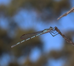Austrolestes leda