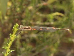Austrolestes leda