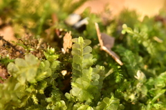 Chiloscyphus pallescens