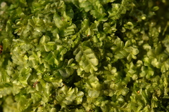 Chiloscyphus pallescens