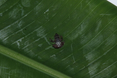 Amazophrynella gardai