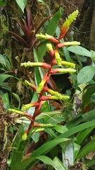 Guzmania xanthobractea