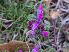 Lamium amplexicaule