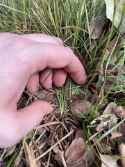Carex planostachys