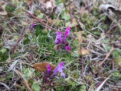 Lamium amplexicaule