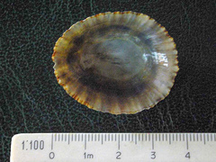 Patella ulyssiponensis