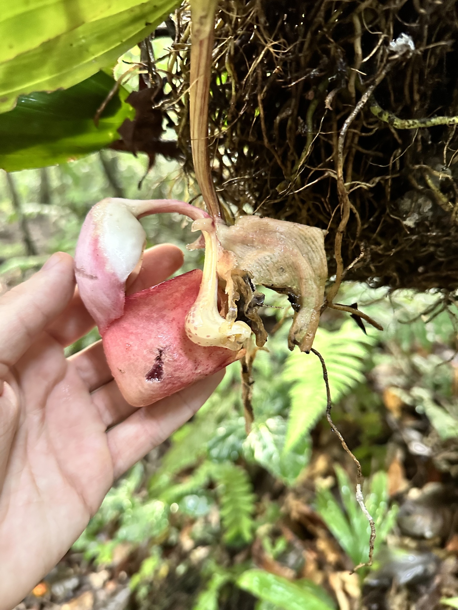 Coryanthes leucocorys Rolfe 3