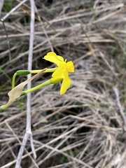Narcissus jonquilla