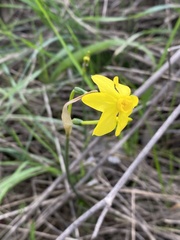Narcissus jonquilla