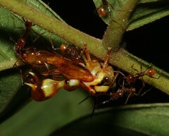 Heteronotus spinosus